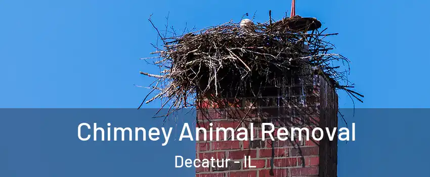  Chimney Animal Removal Decatur - IL
